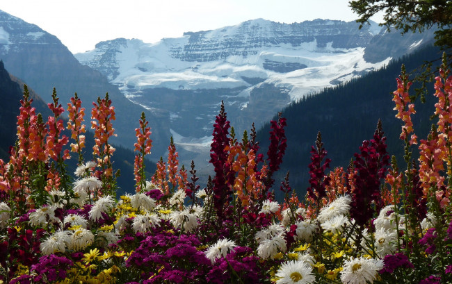 Обои картинки фото цветы, разные вместе, луг, панорама, горы