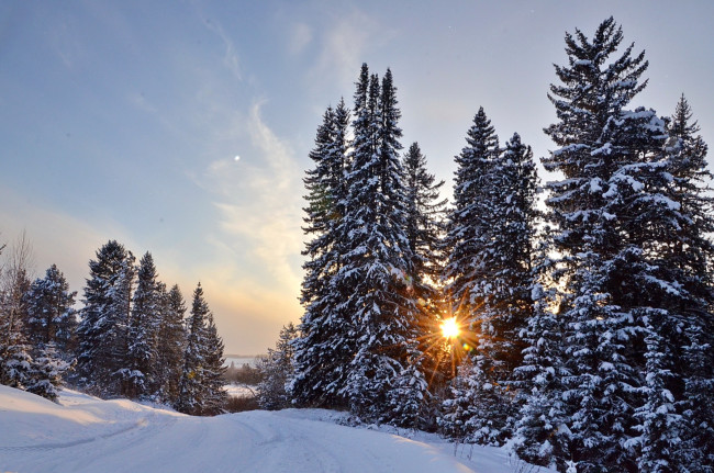 Обои картинки фото природа, зима, ели, солнце, снег