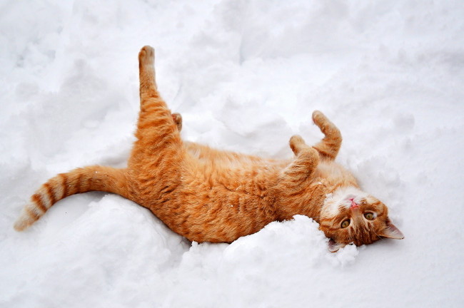 Обои картинки фото животные, коты, рыжий, снег, кот