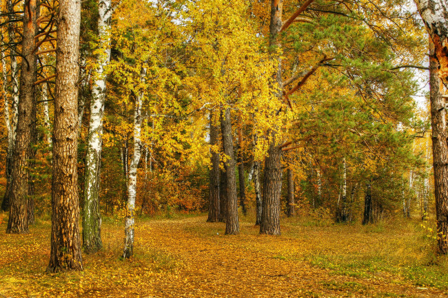 Обои картинки фото природа, лес, деревья, листва, осень