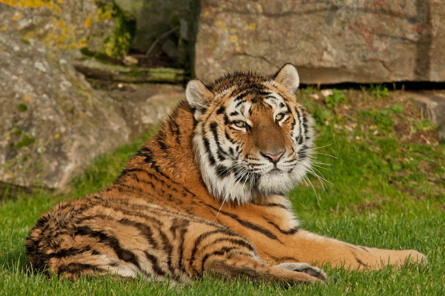 Обои картинки фото животные, тигры, отдых, трава, тигр