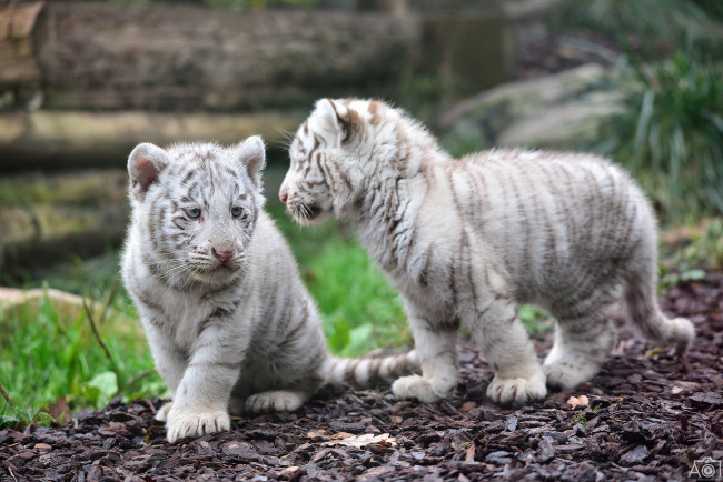 Обои картинки фото животные, тигры, белые, пара, детеныши, тигрята