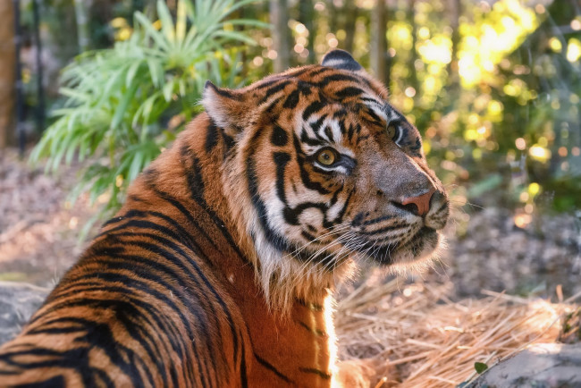 Обои картинки фото животные, тигры, тигр, морда