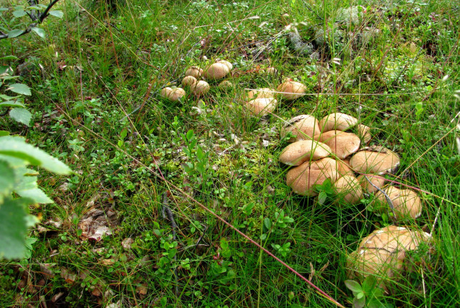 Обои картинки фото природа, грибы, поляна