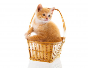 Картинка животные коты рыжий котенок корзинка