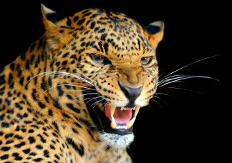 Картинка животные леопарды взгляд клыки рычание леопард дикая кошка
