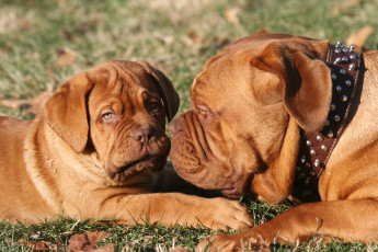 Картинка бордоский+дог животные собаки бордоский дог двое собака