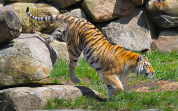 Картинка животные тигры природа камни трава взгляд профиль идет окрас тирг хищник животное