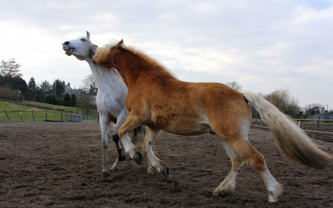 Обои картинки фото животные, лошади, луг