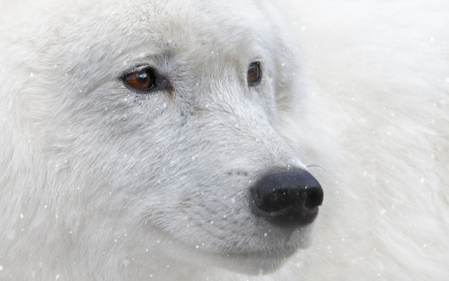 Обои картинки фото животные, волки,  койоты,  шакалы, взгляд, снег, карие, глаза, белый, волк, животное