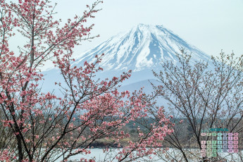 обоя Япония, календари, природа, дерево, 2018, вулкан