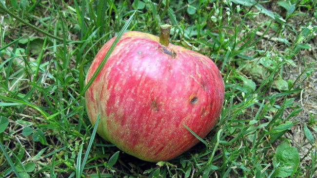 Обои картинки фото еда, Яблоки, яблоко, трава