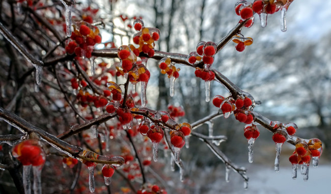 Обои картинки фото природа, Ягоды, сосульки, ягоды, лед