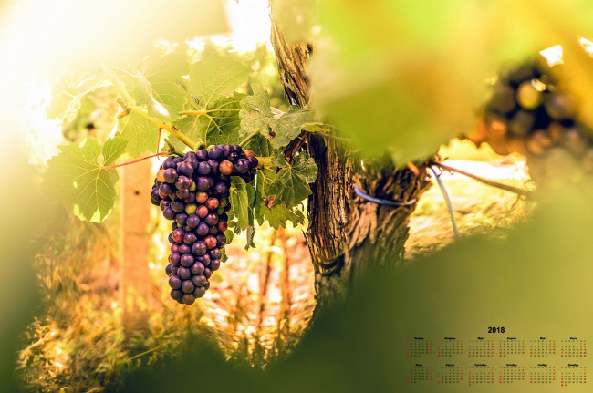 Обои картинки фото календари, природа, гроздь, виноград, 2018