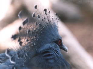 Картинка петр размышления смысле жизни животные голуби