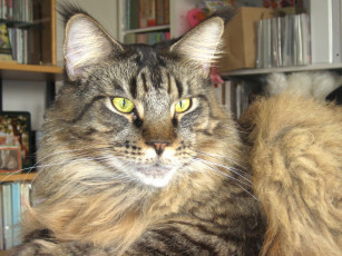 Картинка животные коты мейн-кун