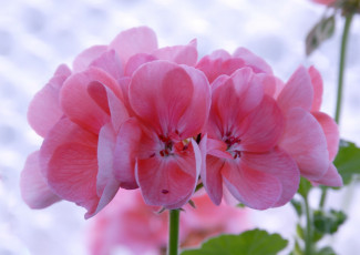 Картинка цветы герань нежность окно розовый