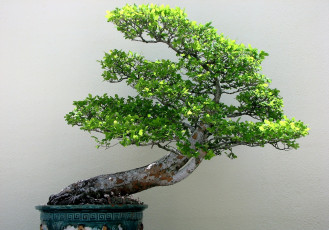 Картинка природа деревья карликовое дерево бонсай