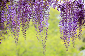 Картинка цветы глициния фиолетовый гроздья