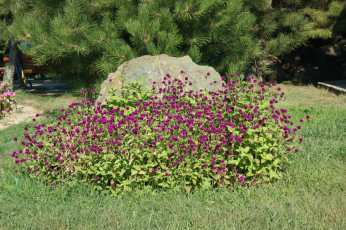 Картинка природа парк трава сосна камень цветы