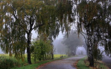 обоя природа, дороги, деревья, туман