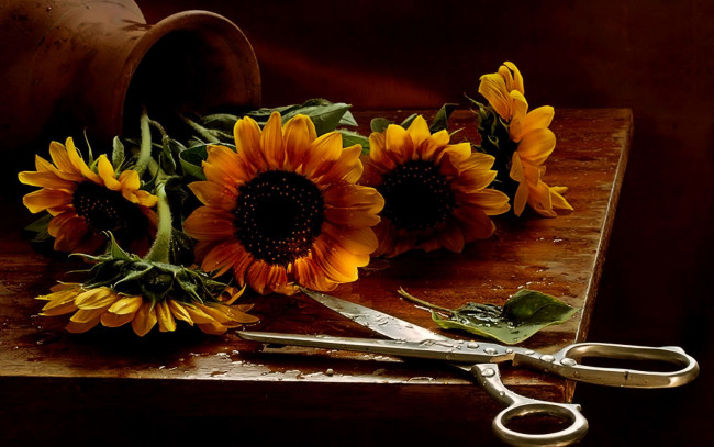 Обои картинки фото цветы, подсолнухи, стол, кувшин, ножницы, вода
