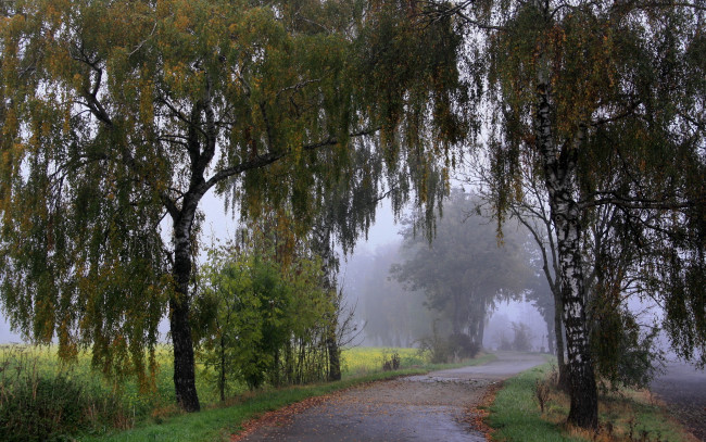 Обои картинки фото природа, дороги, деревья, туман