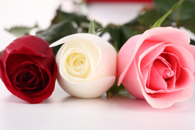 Обои картинки фото цветы, розы, красный, розовый, белый