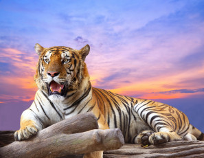 Картинка животные тигры небо тигр