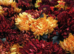 Картинка разное компьютерный+дизайн хризантемы цветы