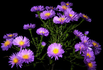 Картинка цветы астры фиолетовые