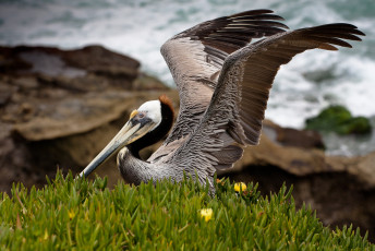 Картинка животные пеликаны крылья пеликан берег