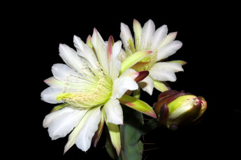 Картинка цветы кактусы белый