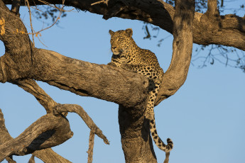 Картинка животные леопарды кошка дерево