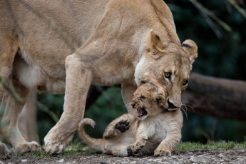 Картинка животные львы воспитание малыш котёнок львёнок львица