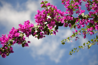 Картинка цветы бугенвиллея тропики