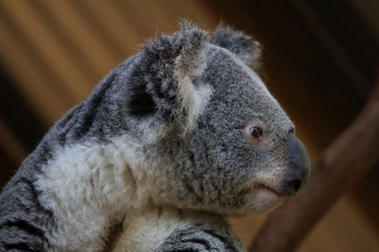 Картинка животные коалы мордашка коала