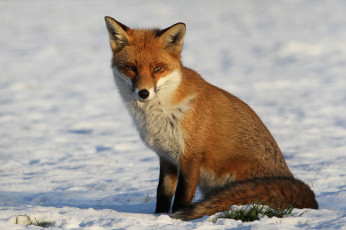 Картинка животные лисы лисичка поле снег
