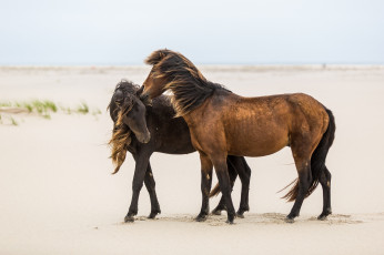 Картинка животные лошади ветер грива дружба ласка пара кони песок