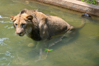 Картинка животные львы лев бассейн