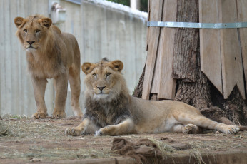 Картинка животные львы вольер