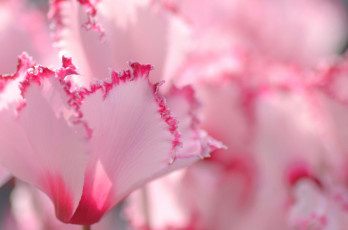 обоя цветы, цикламены, розовый