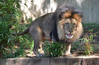 Картинка животные львы вольер грива лев