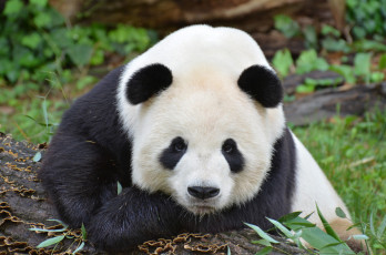 Картинка животные панды медвежонок панда