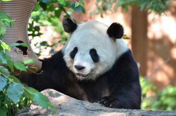 Картинка животные панды панда медвежонок