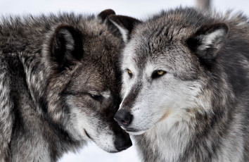 Картинка животные волки +койоты +шакалы чувства