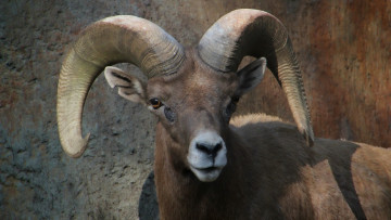 Картинка животные овцы +бараны голова рога козерог