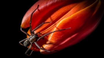 Картинка животные пауки макро тюльпан лепестки цветок паук