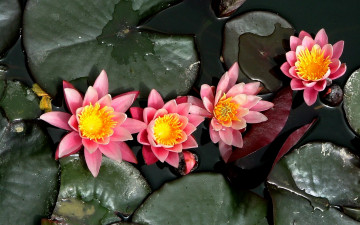 Картинка цветы лилии+водяные +нимфеи +кувшинки кувшинки лотосы