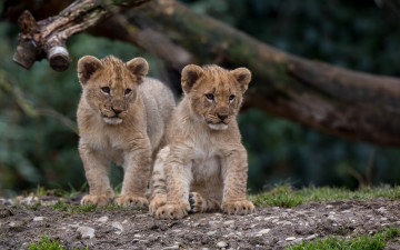 Картинка животные львы малыши котята львята